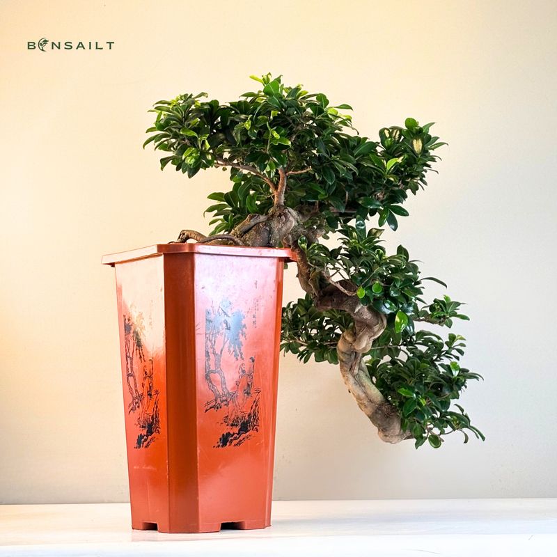 Ficus Bonsai Kaskade P26
