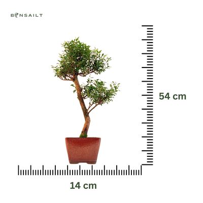 Syzygium Bonsai P14