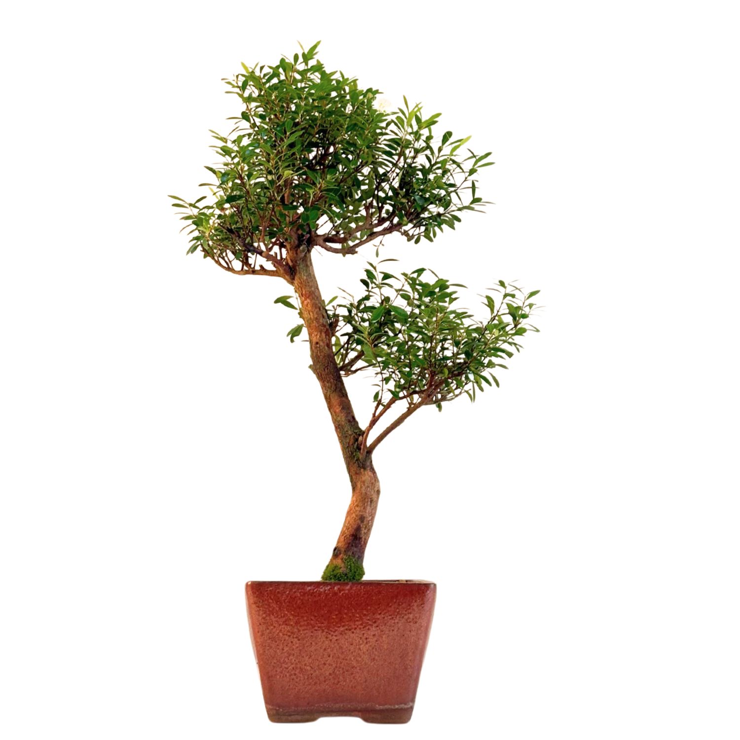 Syzygium Bonsai P14