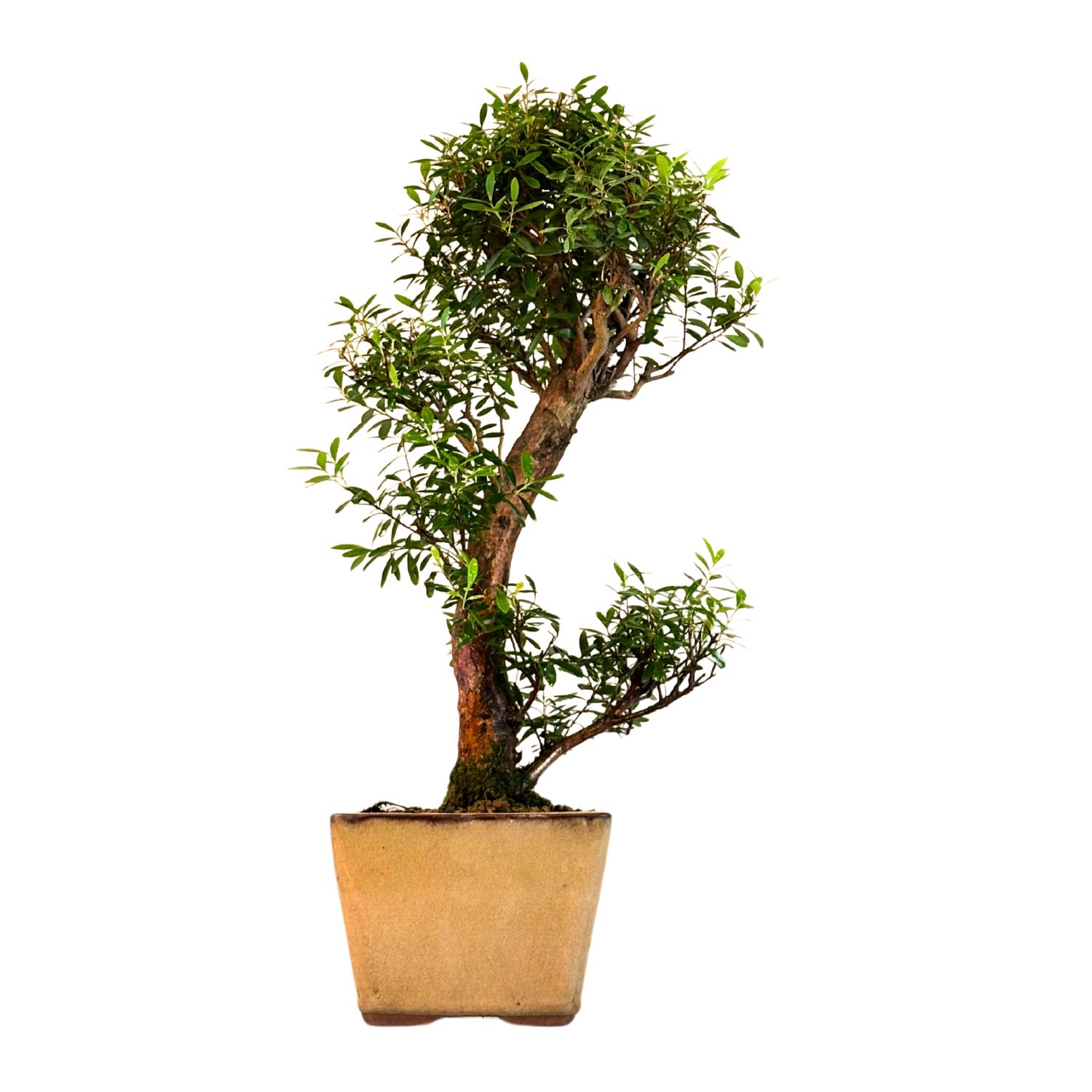 Syzygium Bonsai P14