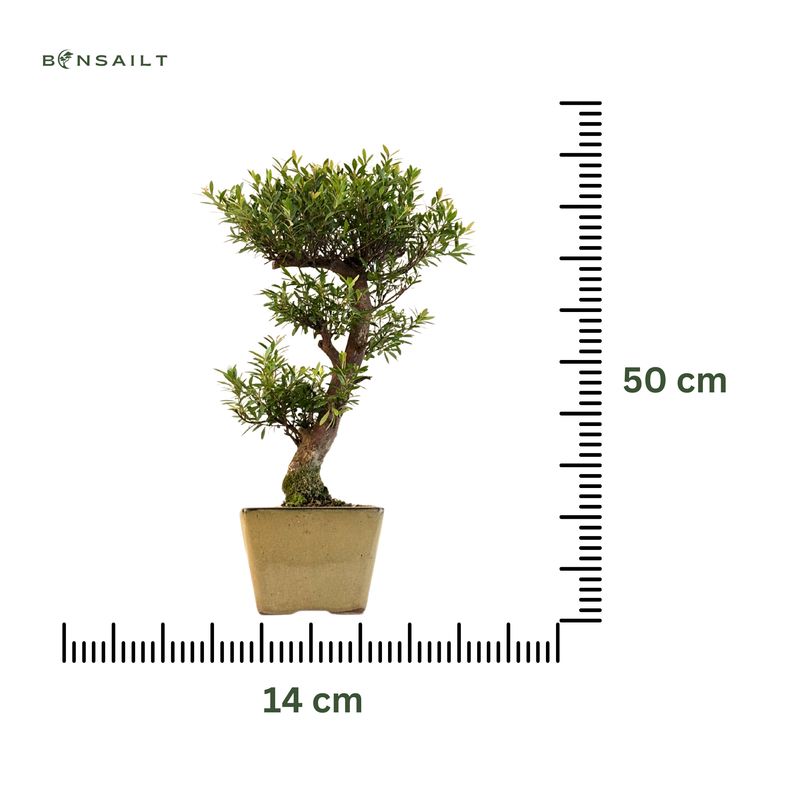 Syzygium Bonsai P14