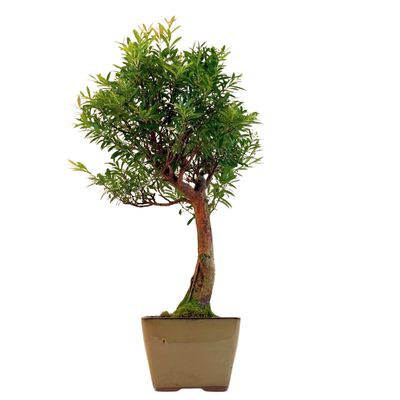 Syzygium Bonsai P14
