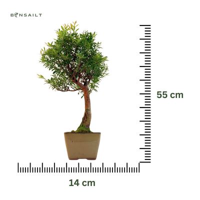 Syzygium Bonsai P14