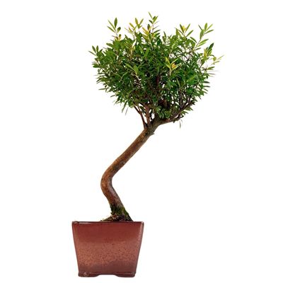 Syzygium Bonsai P14