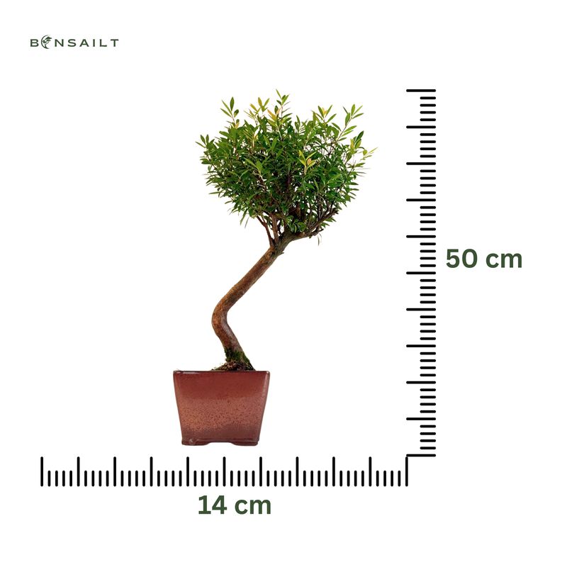 Syzygium Bonsai P14