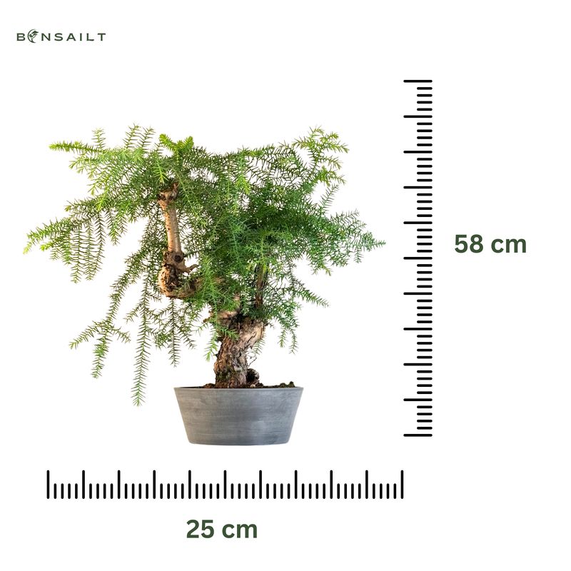 Araucaria Cunninghsmii P25