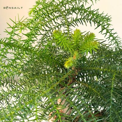 Araucaria Cunninghsmii P25