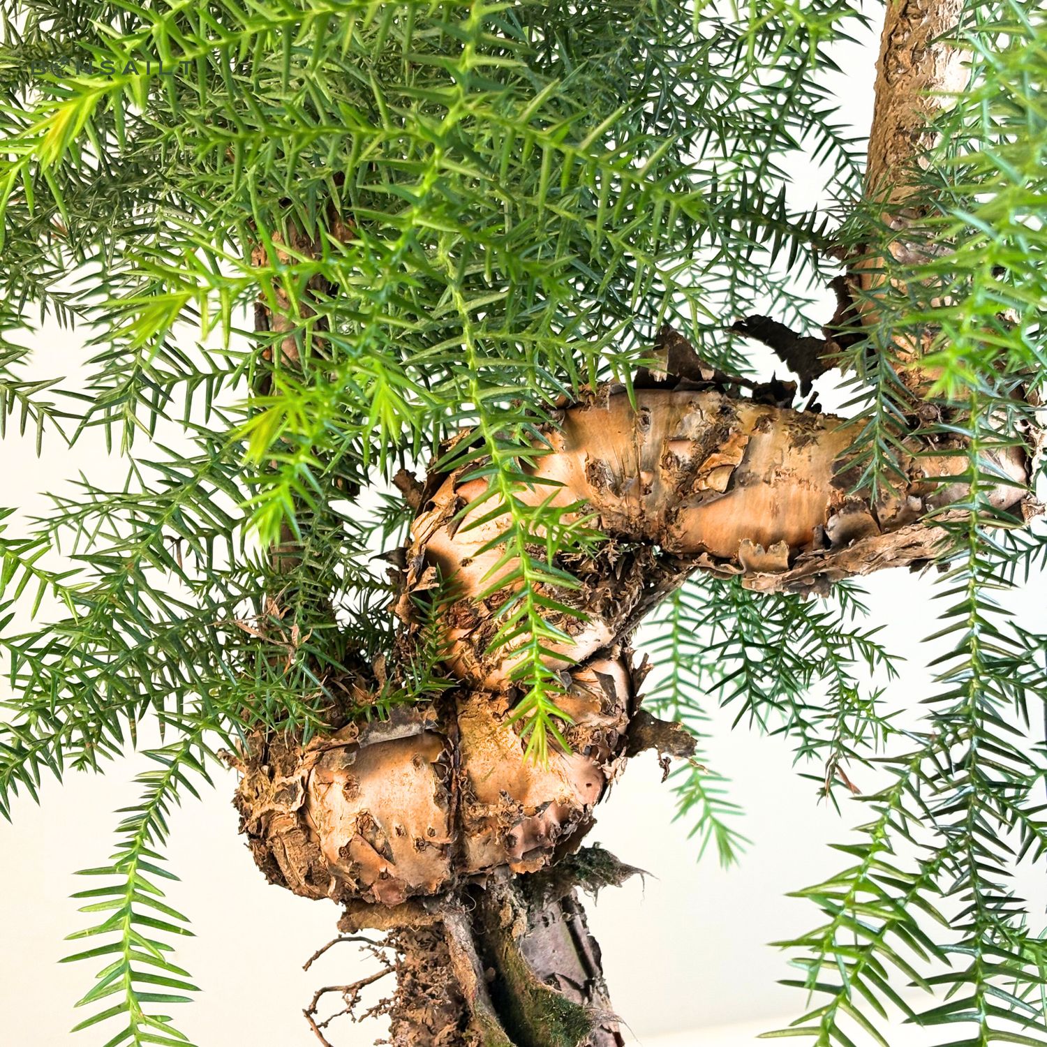 glücksfeder balkon Glücksfeder - Zamioculcas zamiifolia main image 0