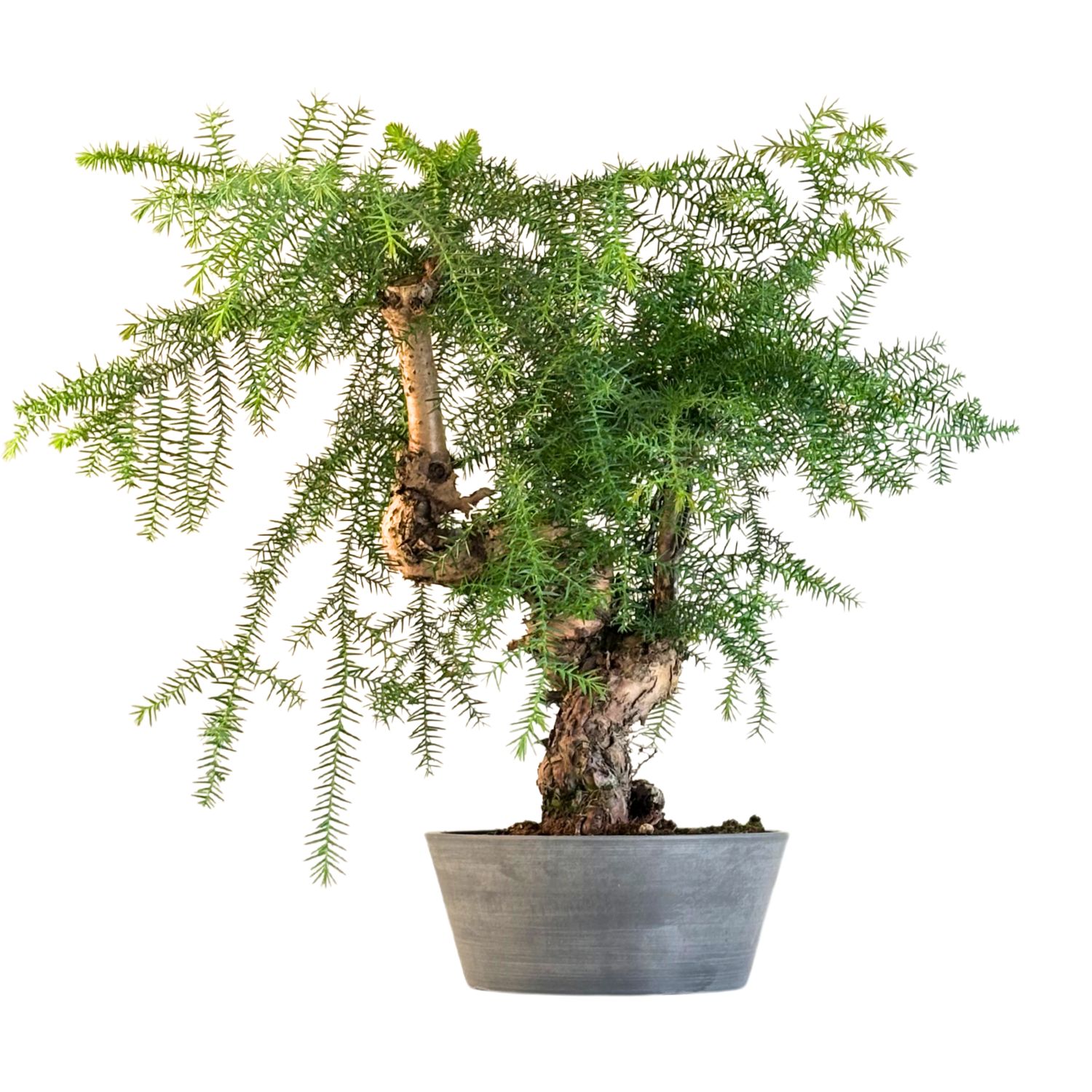 Araucaria Cunninghsmii P25