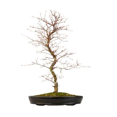 Japanischer Ahorn Bonsai – Acer palmatum ‘Deshojo’, ungepfropft (Import aus Japan) P38