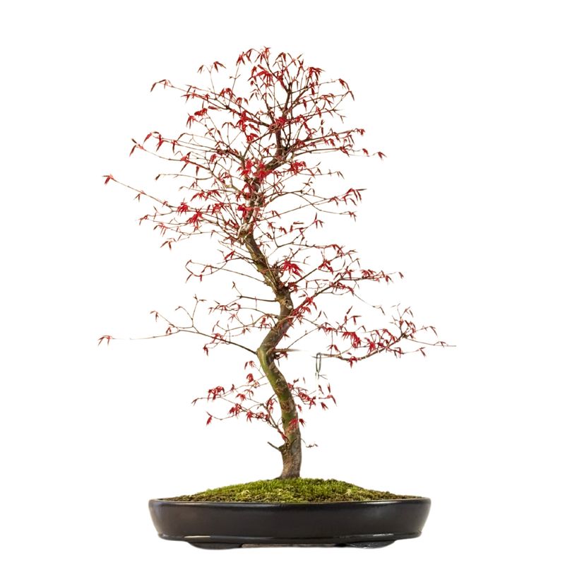 Japanischer Ahorn Bonsai – Acer palmatum ‘Deshojo’, ungepfropft (Import aus Japan) P38 Japanischer Ahorn Bonsai – Acer palmatum ‘Deshojo’, ungepfropft (Import aus Japan) P38