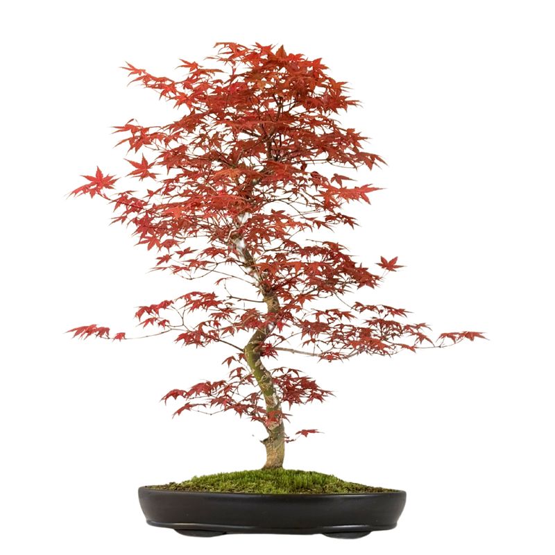Japanischer Ahorn Bonsai – Acer palmatum ‘Deshojo’, ungepfropft (Import aus Japan) P38