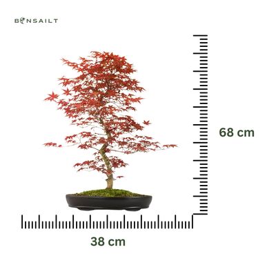 Japanischer Ahorn Bonsai – Acer palmatum ‘Deshojo’, ungepfropft (Import aus Japan) P38