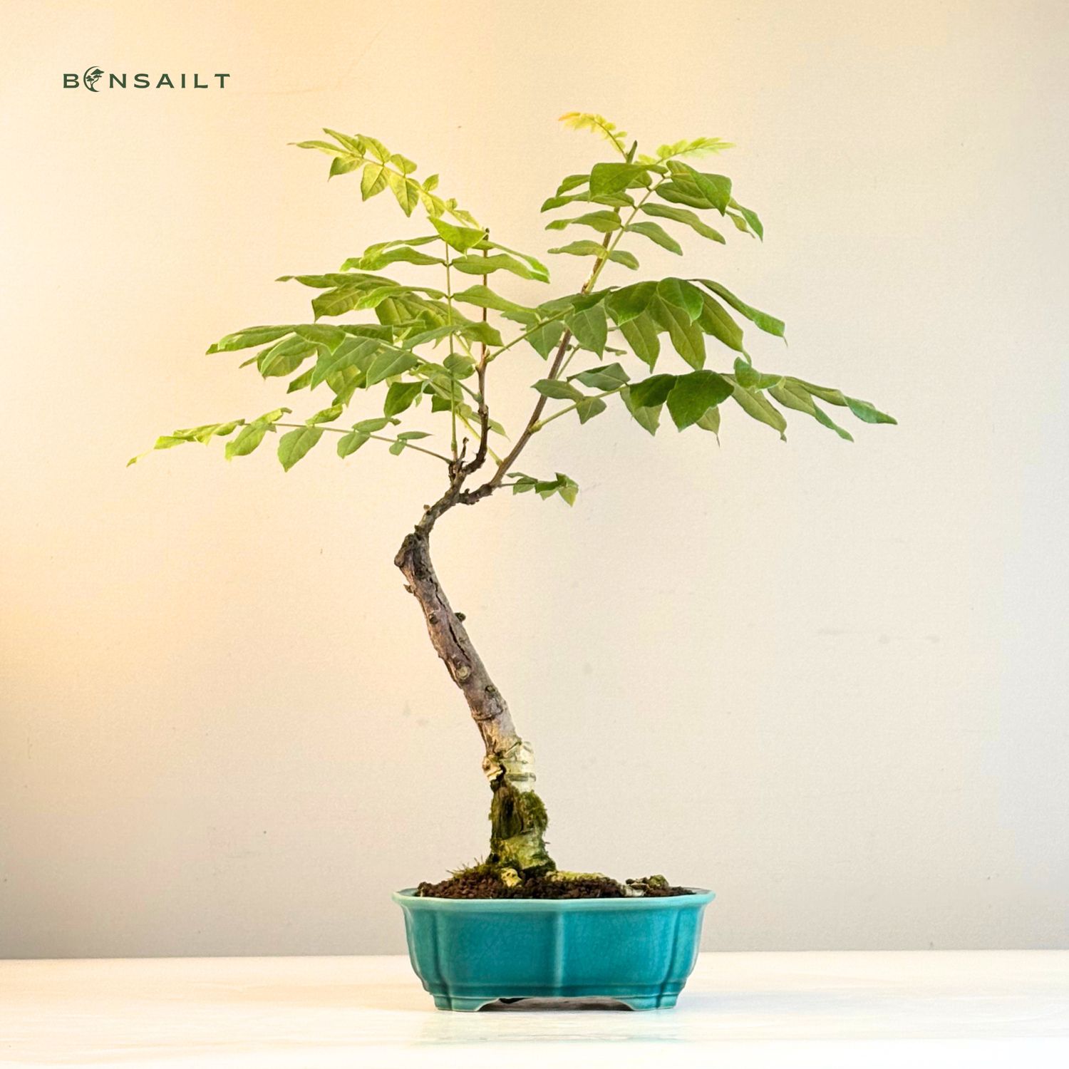 Jap. Blauregen bonsai - Wisteria P22