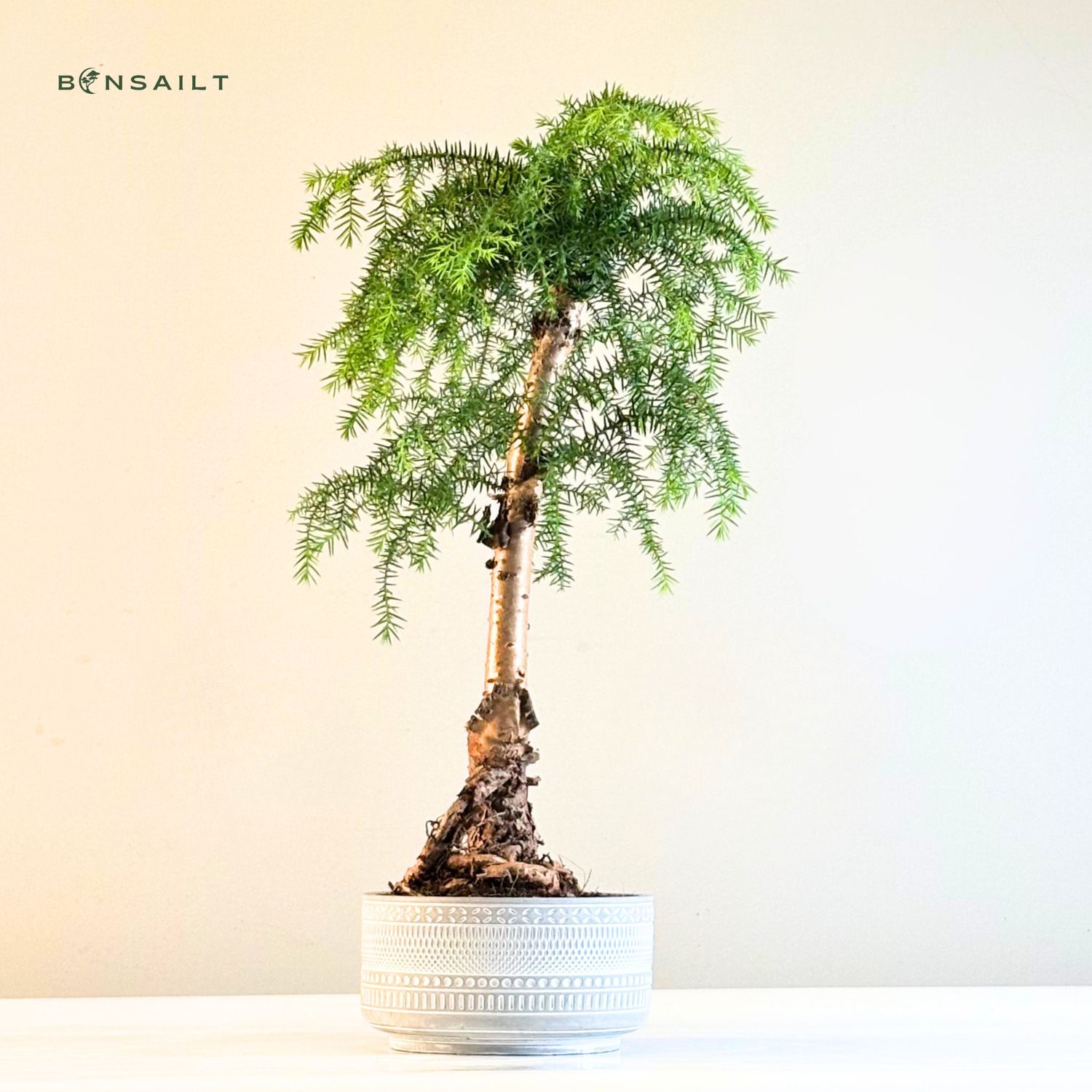 glücksfeder temperatur Glücksfeder - Zamioculcas Ø:14 H:50 cm - Pflanzen sicher zu dir nach Hause