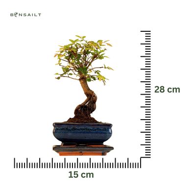 Chinese ulme Keramik Blumentopf P15