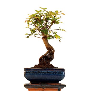 Chinese ulme Keramik Blumentopf P15