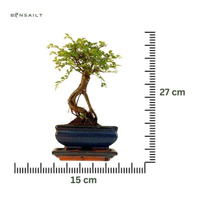 Chinese ulme Keramik Blumentopf P15