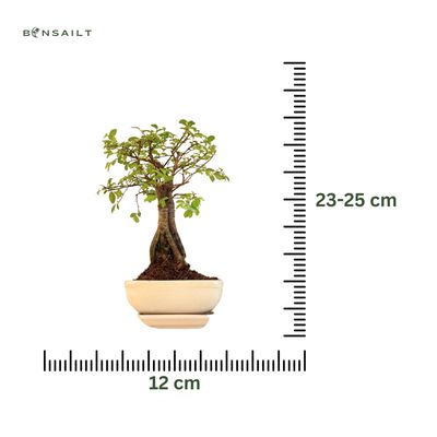 Chinese ulme Keramik Blumentopf P12