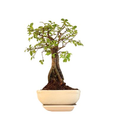 Chinese ulme Keramik Blumentopf P12