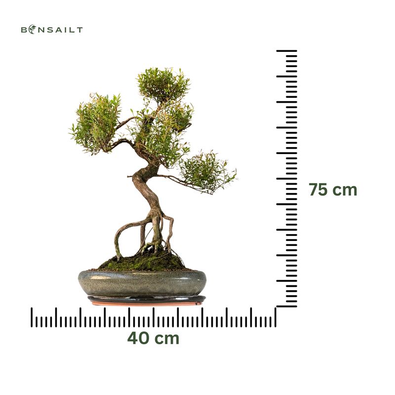 Syzygium Bonsai P40