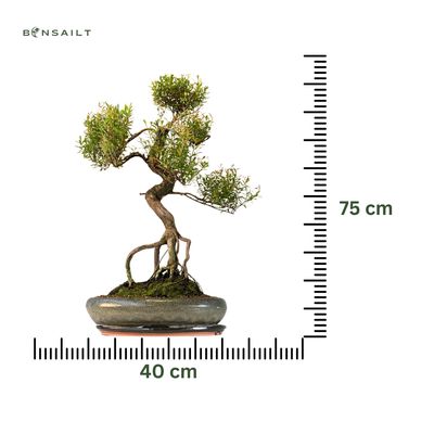Syzygium Bonsai P40