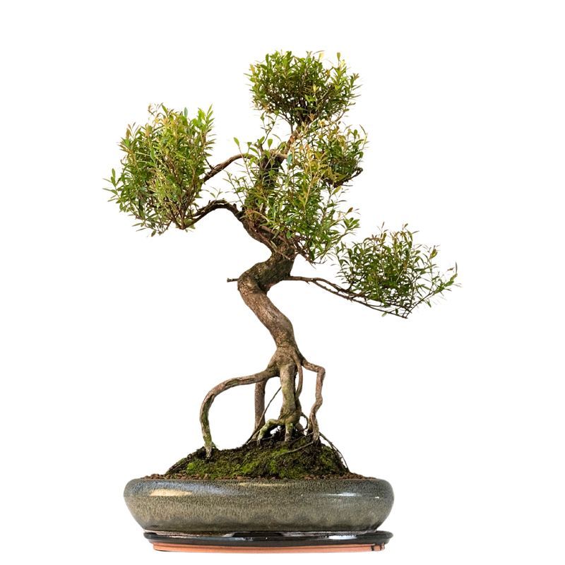 Syzygium Bonsai P40