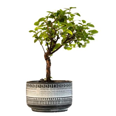 Sageretia Theezans (Chinesische Pflaume) P12