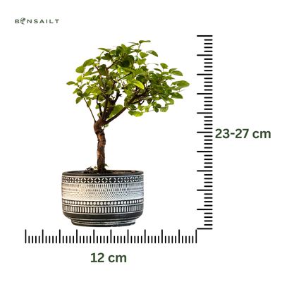 Sageretia Theezans (Chinesische Pflaume) P12