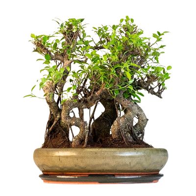Ficus Bonsai P40  x5 wald