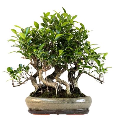 Ficus Bonsai P40  x5 wald