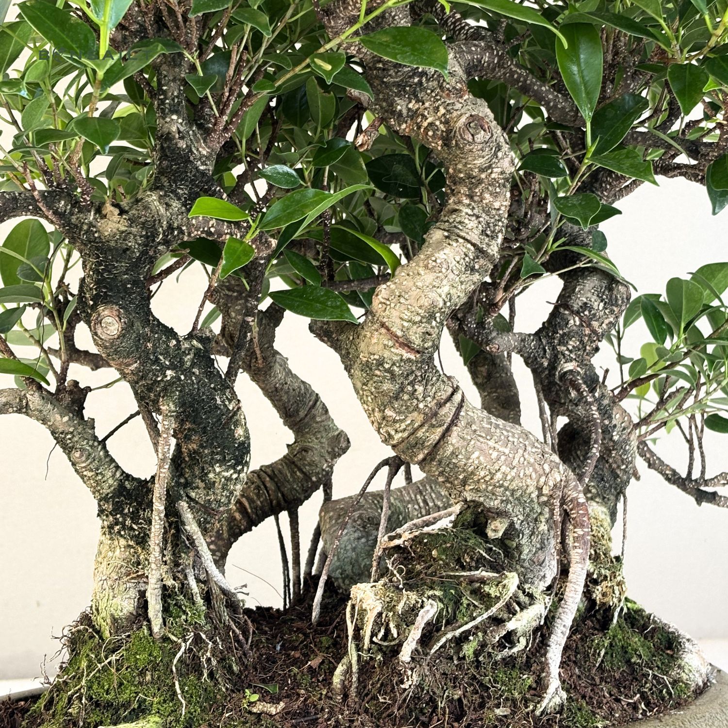 Ficus Bonsai P40 x5 wald