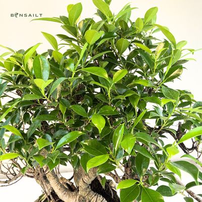 bonsai wurzel fr aquarium Aquarien Terrarien Bonsai  Arachno-World