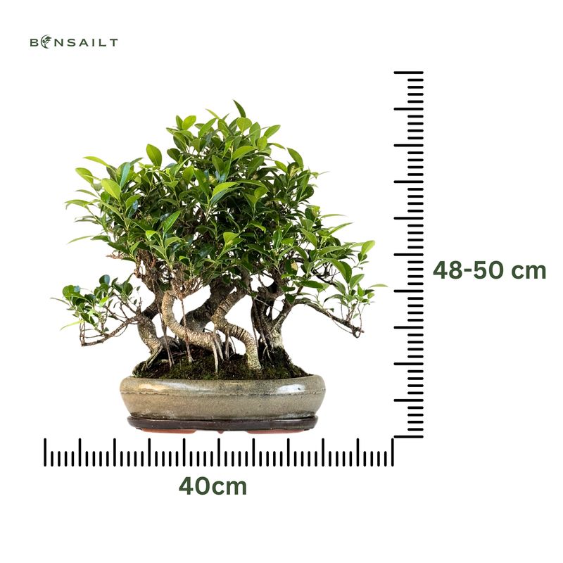 Ficus Bonsai P40 x5 wald