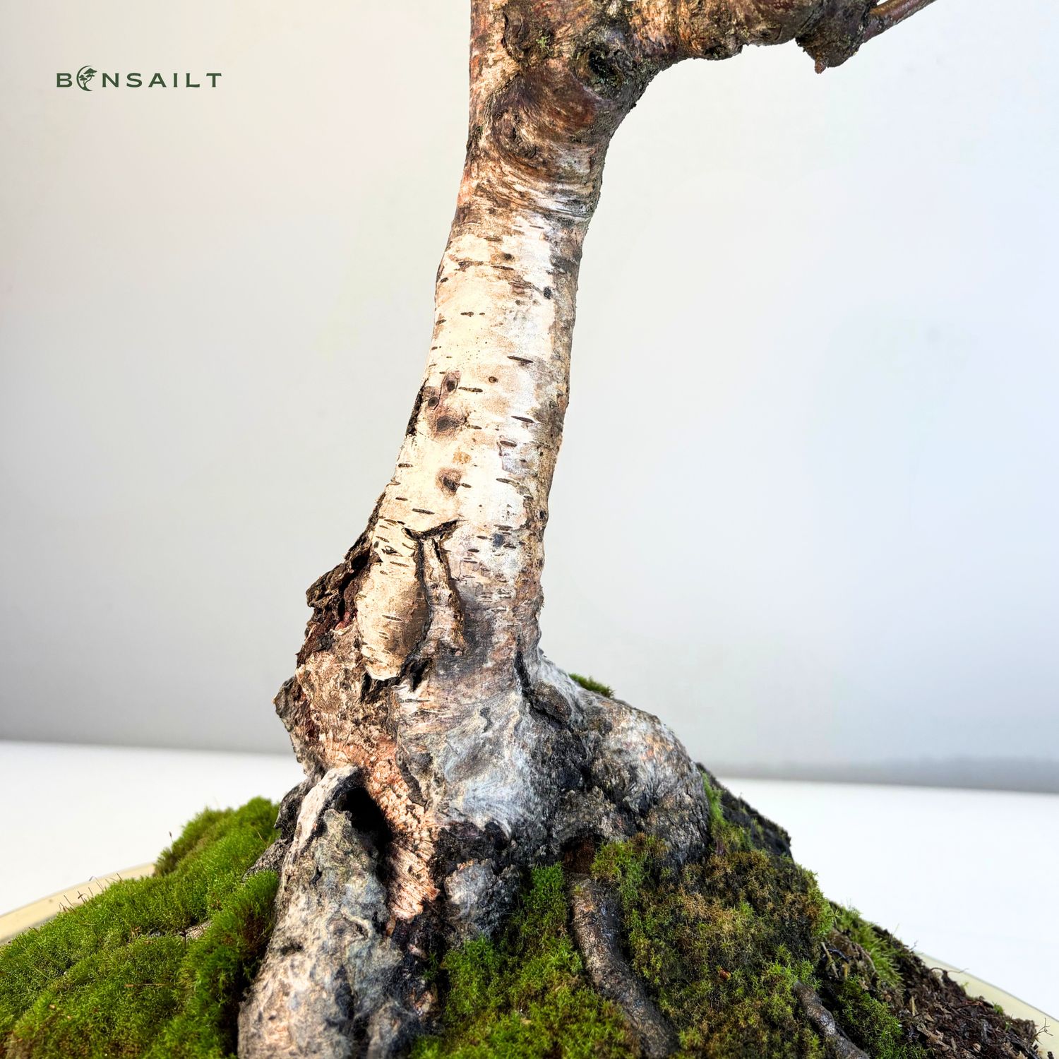 Bonsai Birke (Betula) P40 Exklusiv
