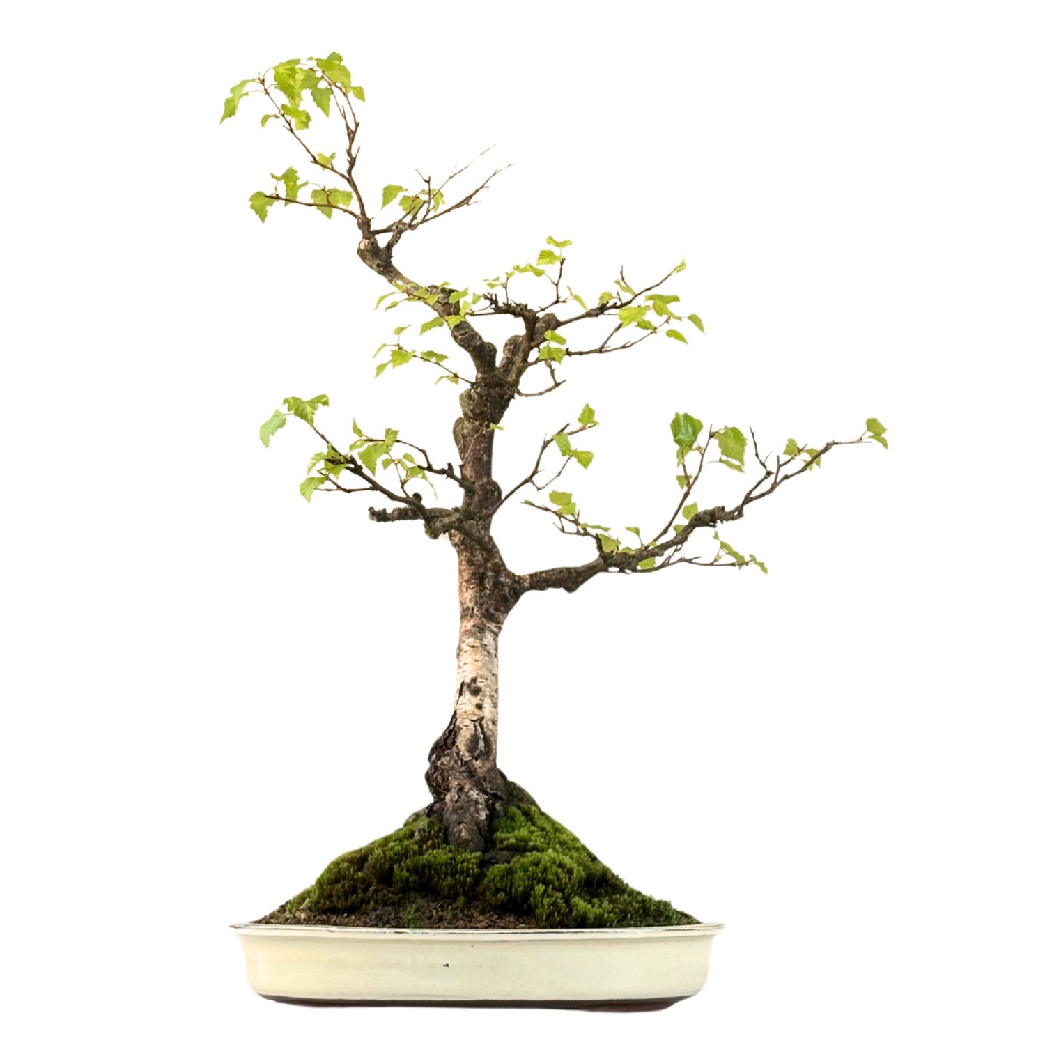 Bonsai Birke (Betula) P40 Exklusiv