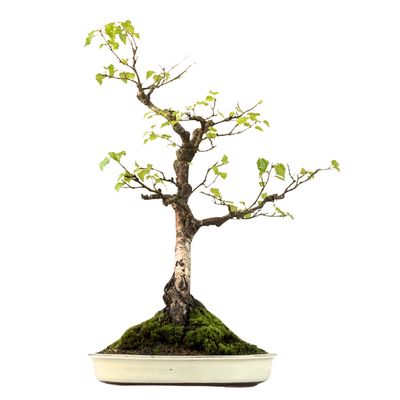 Bonsai Birke (Betula) P40 Exklusiv