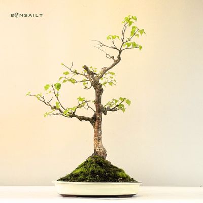 Bonsai Birke (Betula) P40 Exklusiv
