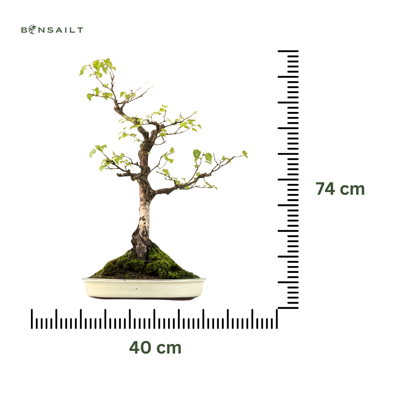 bonsai picea abies Picea abies 'St. Richard's Lance' Rare Norway Spruce — Mr Maple │ Buy  Japanese Maple Trees main image 1