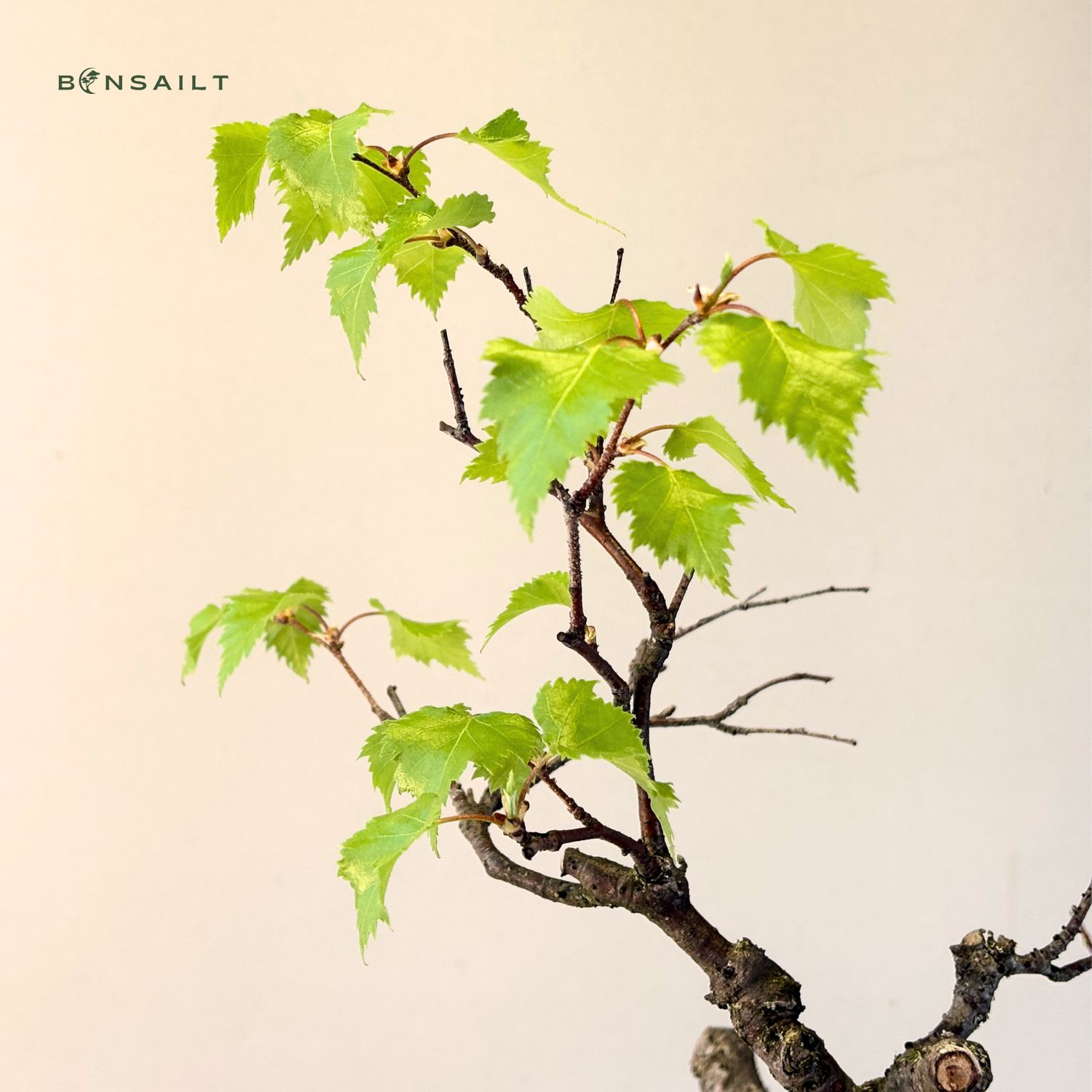 Bonsai Birke (Betula) P40 Exklusiv