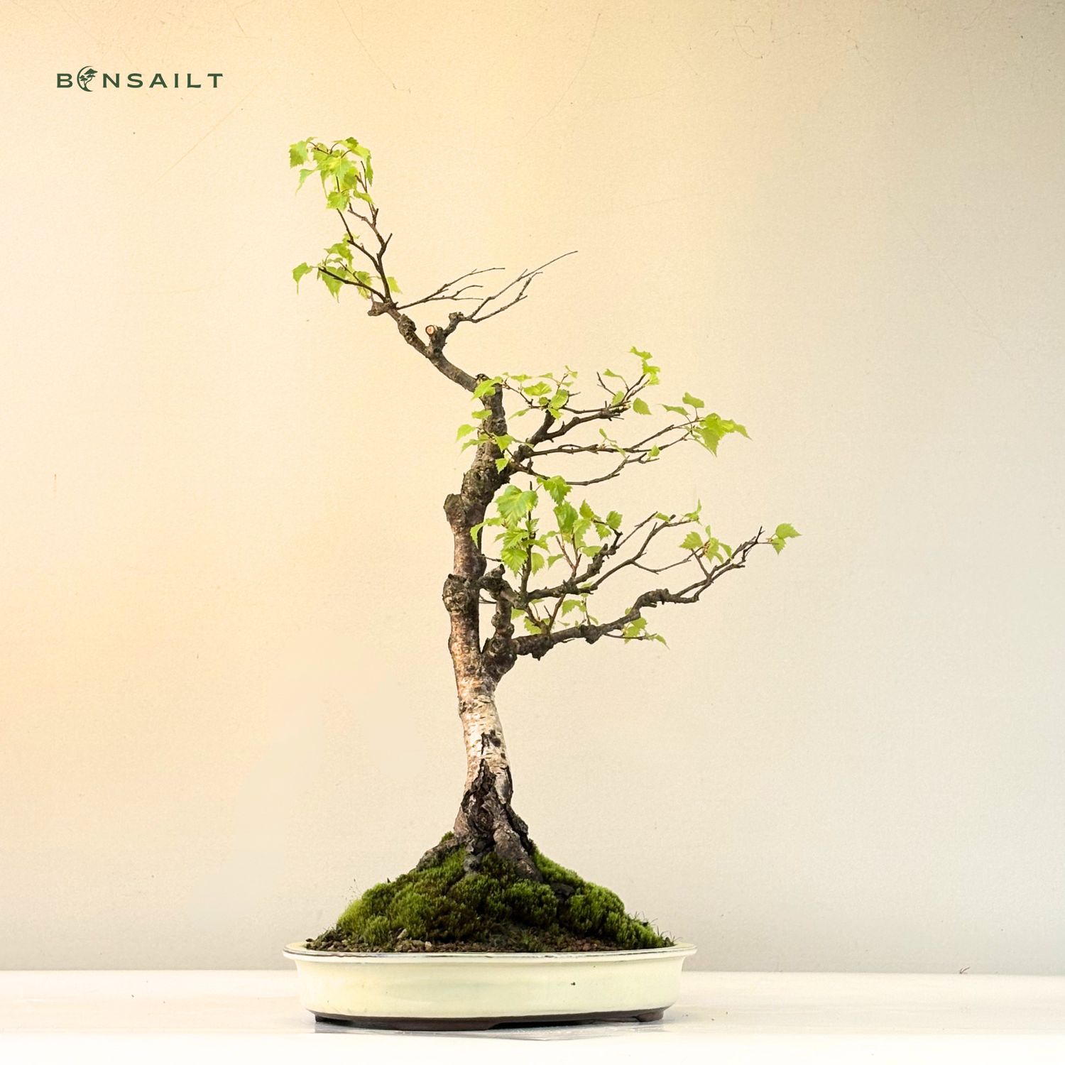 Bonsai Birke (Betula) P40 Exklusiv
