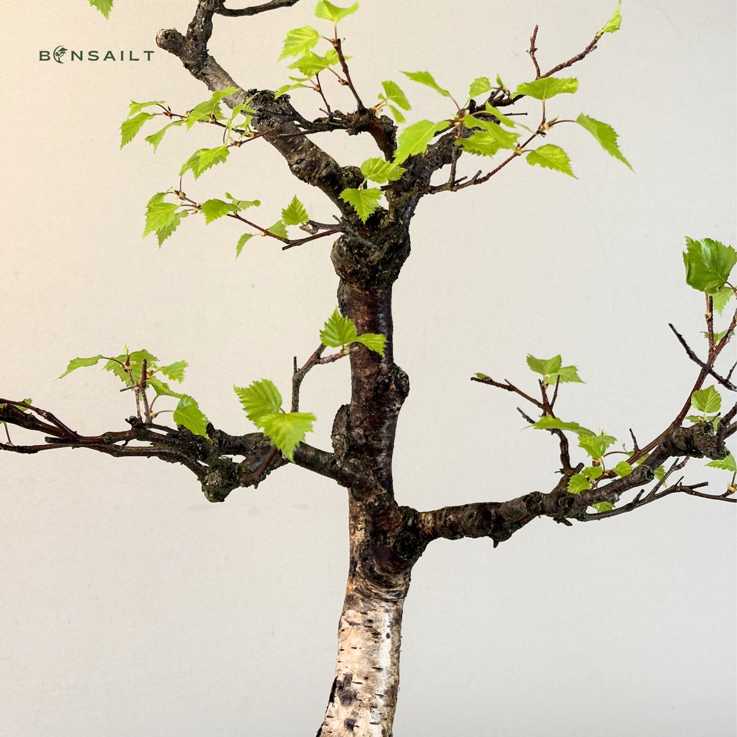 bonsai stammverdickung Bonsai Baum Höhe 30 Klassischer Miniaturbaum Ø15cm 35cm kaufen main image 0