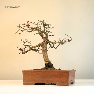 Bonsai Weidorn (Crataegus) P30