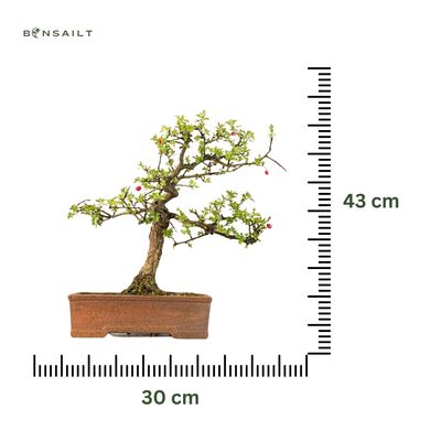Bonsai Weißdorn (Crataegus) P30