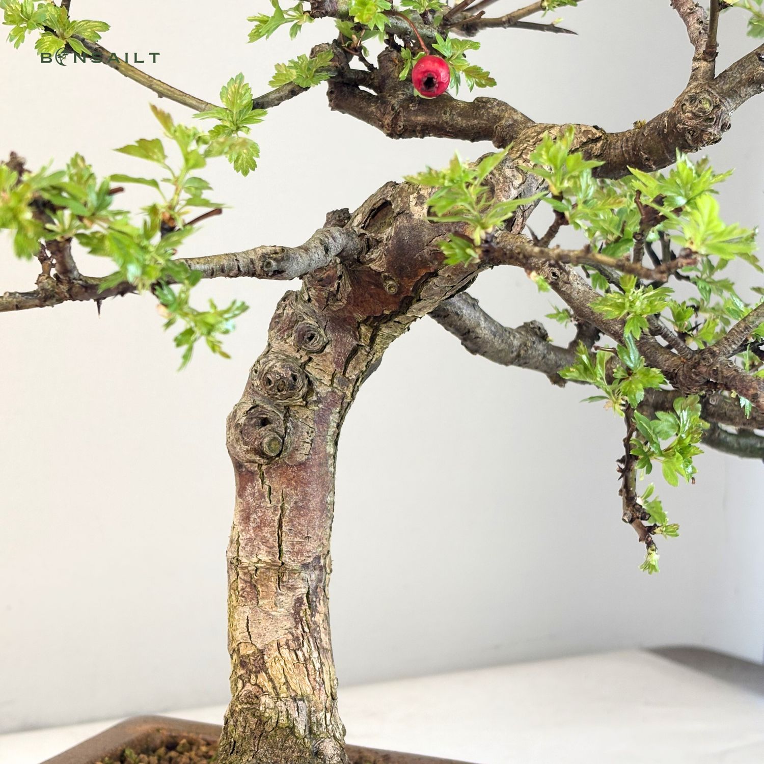 Bonsai Weidorn (Crataegus) P30