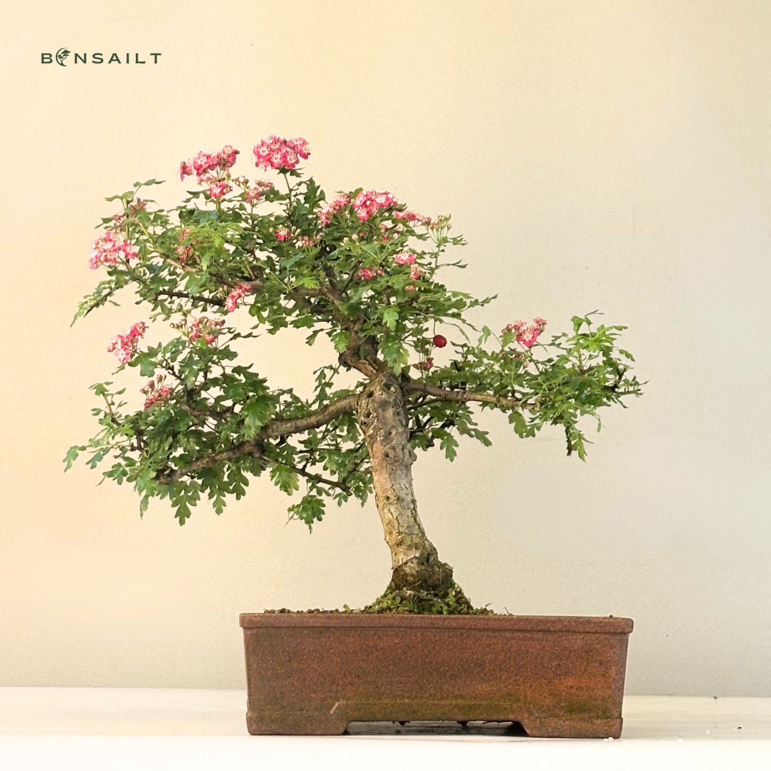 Bonsai Weidorn (Crataegus) P30
