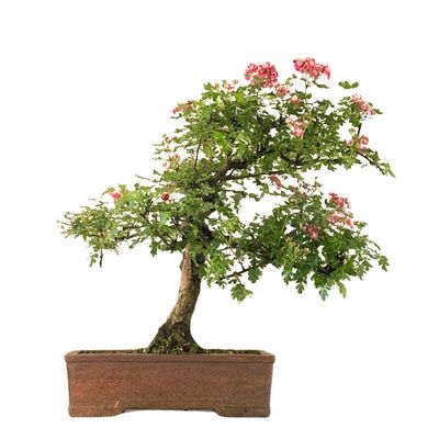Bonsai Weißdorn (Crataegus) P30