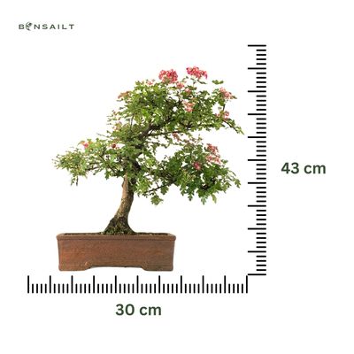 Bonsai Weißdorn (Crataegus) P30