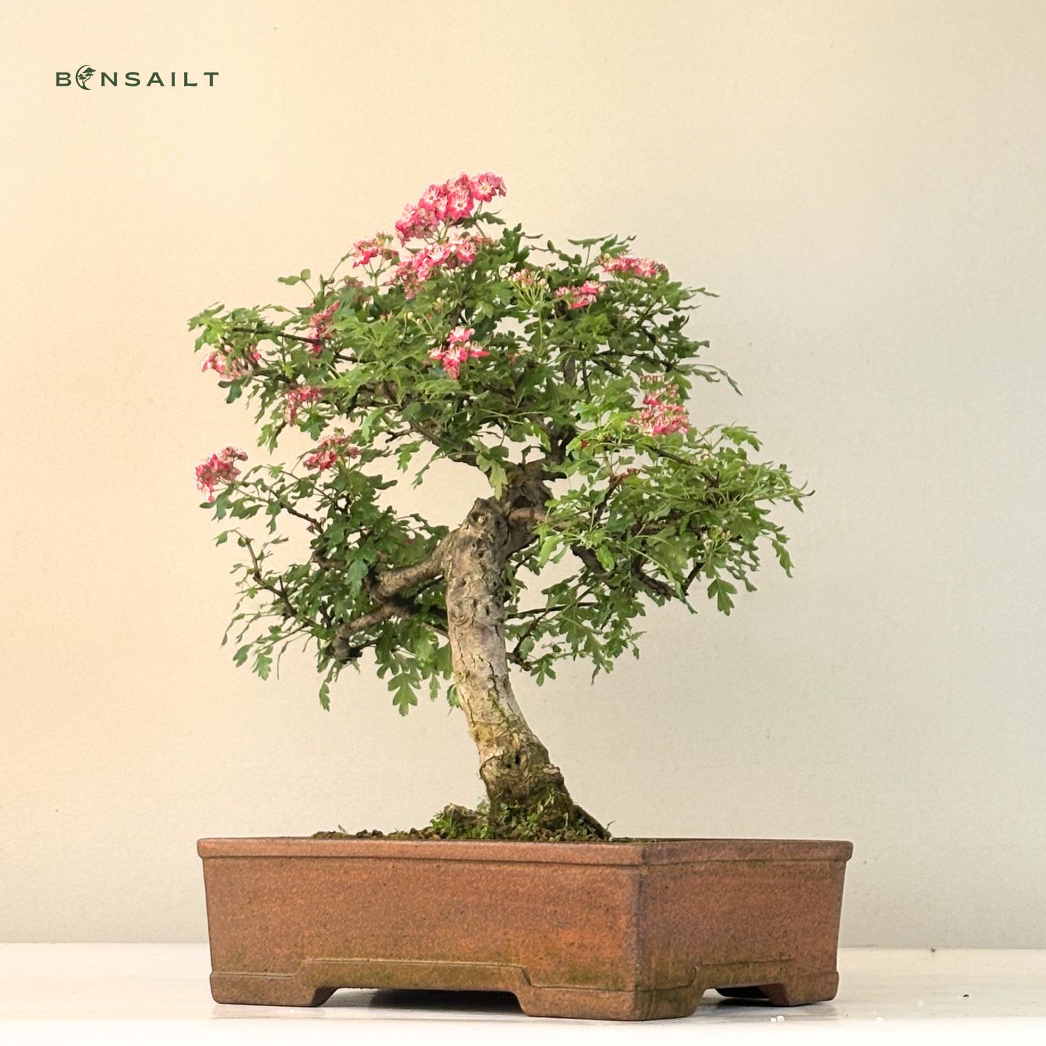 Bonsai Weidorn (Crataegus) P30
