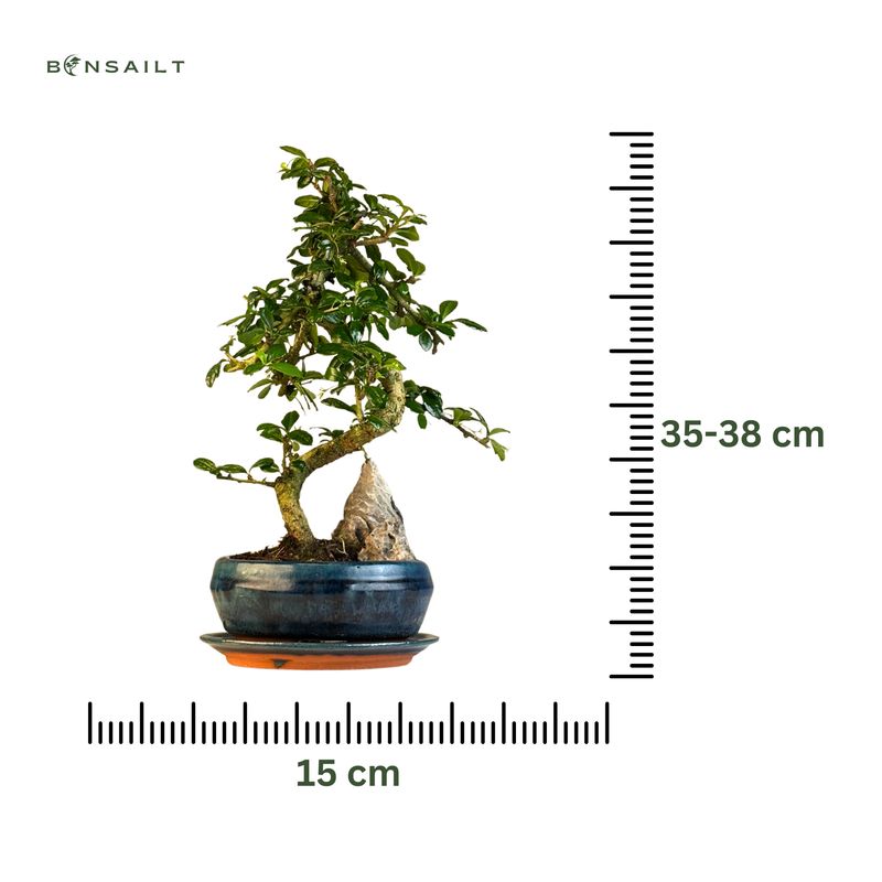 Fukien Teebaum Bonsai mit Felsen P15 S ( Carmona baum )
